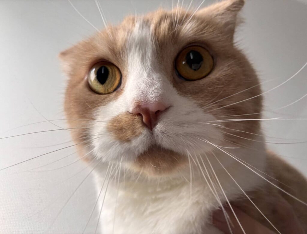 ご協力いただいた猫様(3歳)