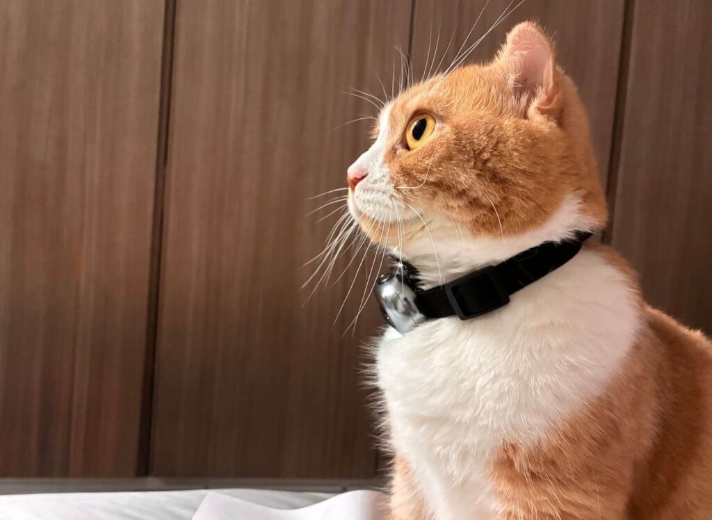 装着イメージ（REVIEW PRESS編集部の猫担当）